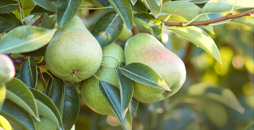 Our Pears in Orchard